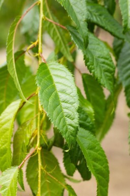 Prunus serrulata 'Kiku-shidare-zakura' hoogstam 14/16 225cm stam