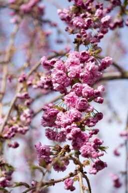 Prunus serrulata 'Kiku-shidare-zakura' hoogstam 14/16 225cm stam