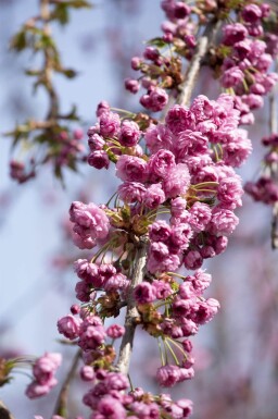 Prunus serrulata 'Kiku-shidare-zakura' hoogstam 14/16 225cm stam