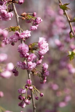 Prunus serrulata 'Kiku-shidare-zakura' hoogstam 14/16 225cm stam