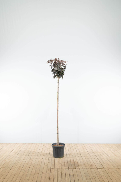 Prunus serrulata 'Royal Burgundy' hoogstam 8/10 180cm stam
