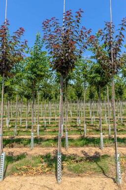 Prunus serrulata 'Royal Burgundy' hoogstam 8/10 180cm stam