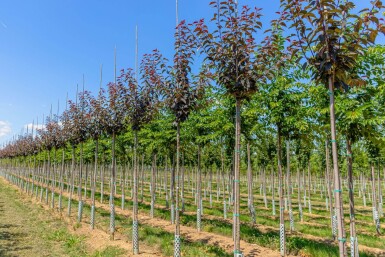 Prunus serrulata 'Royal Burgundy' hoogstam 8/10 180cm stam