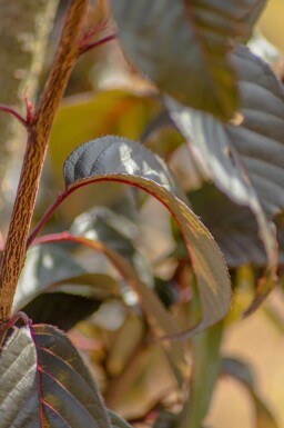 Prunus serrulata 'Royal Burgundy' hoogstam 8/10 180cm stam