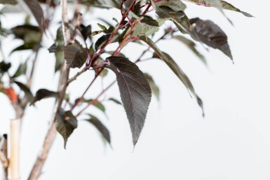 Prunus serrulata 'Royal Burgundy' hoogstam 8/10 180cm stam