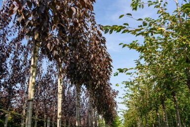 Prunus serrulata 'Royal Burgundy' hoogstam 8/10 180cm stam