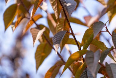 Prunus serrulata 'Royal Burgundy' hoogstam 8/10 180cm stam