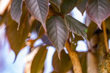 Prunus serrulata 'Royal Burgundy' hoogstam 8/10 180cm stam