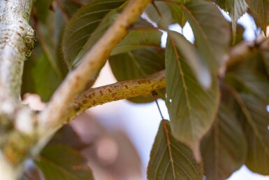 Prunus serrulata 'Royal Burgundy' hoogstam 8/10 180cm stam