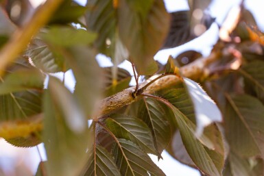 Prunus serrulata 'Royal Burgundy' hoogstam 8/10 180cm stam