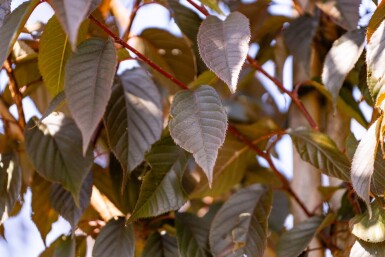 Prunus serrulata 'Royal Burgundy' hoogstam 8/10 180cm stam
