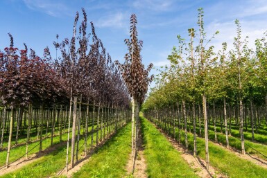 Prunus serrulata 'Royal Burgundy' hoogstam 8/10 180cm stam