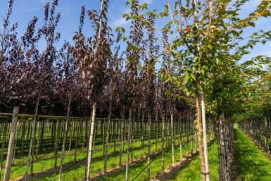 Prunus serrulata 'Royal Burgundy' hoogstam 8/10 180cm stam