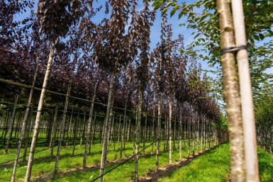 Prunus serrulata 'Royal Burgundy' hoogstam 8/10 180cm stam