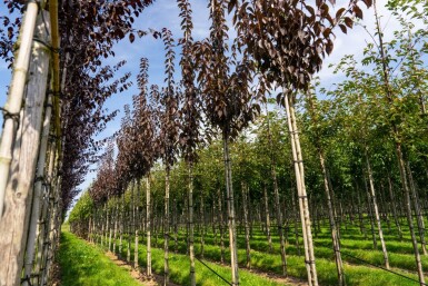 Prunus serrulata 'Royal Burgundy' hoogstam 8/10 180cm stam