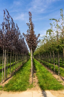 Prunus serrulata 'Royal Burgundy' hoogstam 8/10 180cm stam