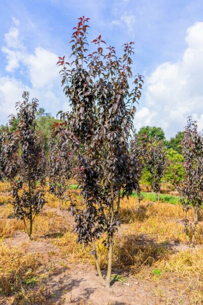 Prunus serrulata 'Royal Burgundy' meerstammig 300-350