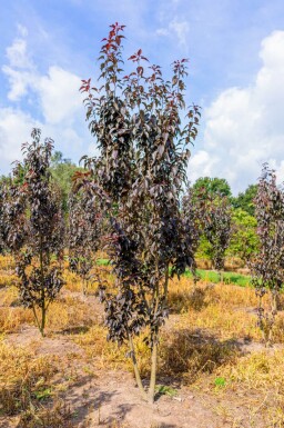 Prunus serrulata 'Royal Burgundy' meerstammig 300-350