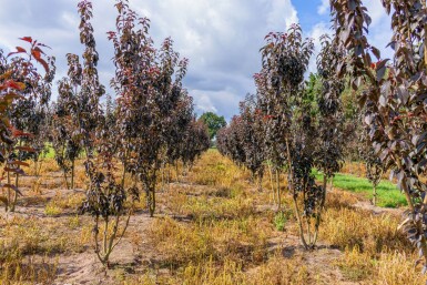 Prunus serrulata 'Royal Burgundy' meerstammig 300-350