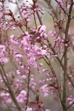 Prunus serrulata 'Royal Burgundy' meerstammig 300-350