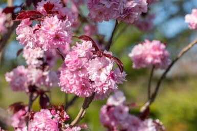 Prunus serrulata 'Royal Burgundy' meerstammig 300-350