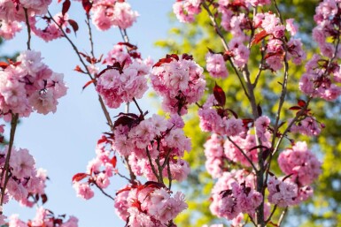 Prunus serrulata 'Royal Burgundy' meerstammig 300-350