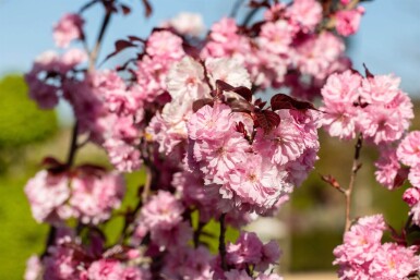 Prunus serrulata 'Royal Burgundy' meerstammig 300-350