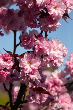 Prunus serrulata 'Royal Burgundy' meerstammig 300-350