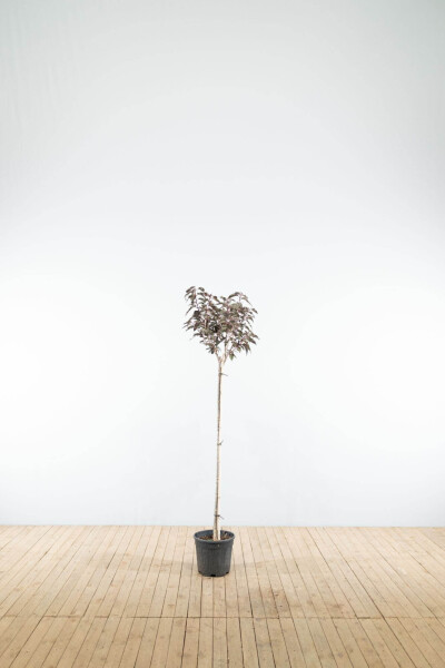 Prunus serrulata 'Royal Burgundy' halfstam 6/8 150cm stam