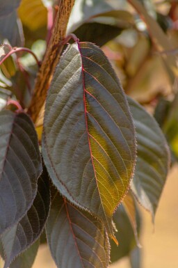 Prunus serrulata 'Royal Burgundy' halfstam 6/8 150cm stam