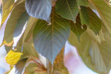Prunus serrulata 'Royal Burgundy' halfstam 6/8 150cm stam