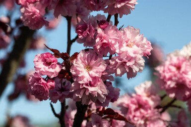 Prunus serrulata 'Royal Burgundy' halfstam 6/8 150cm stam
