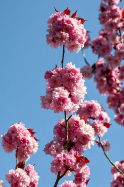 Prunus serrulata 'Royal Burgundy' halfstam 6/8 150cm stam