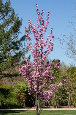 Prunus serrulata 'Royal Burgundy' halfstam 6/8 150cm stam