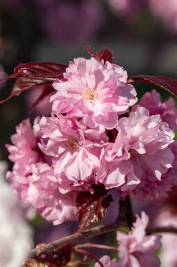 Prunus serrulata 'Royal Burgundy' halfstam 6/8 150cm stam