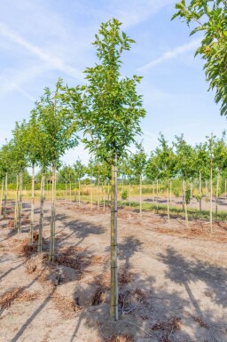 Prunus serrulata 'Sunset Boulevard' hoogstam 16/18