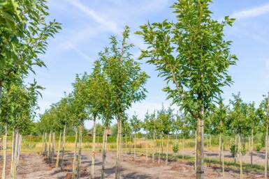 Prunus serrulata 'Sunset Boulevard' hoogstam 16/18