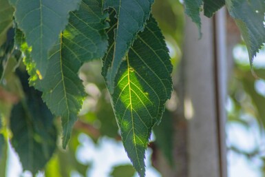 Prunus serrulata 'Sunset Boulevard' hoogstam 16/18