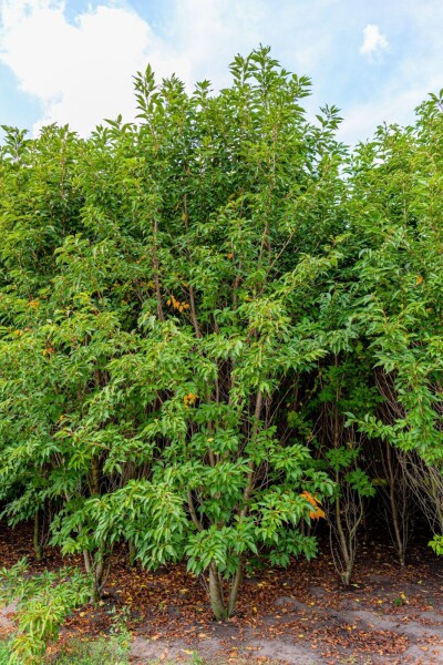 Prunus serrulata 'Sunset Boulevard' meerstammig 200-250