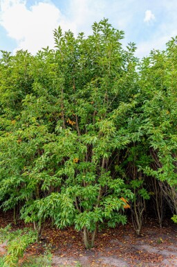Prunus serrulata 'Sunset Boulevard' meerstammig 200-250