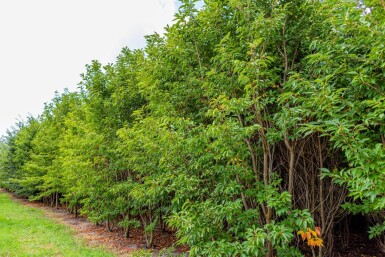 Prunus serrulata 'Sunset Boulevard' meerstammig 200-250
