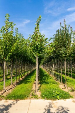 Prunus serrulata 'Taihaku' hoogstam 10/12
