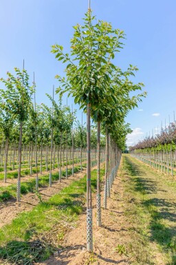 Prunus serrulata 'Taihaku' hoogstam 10/12