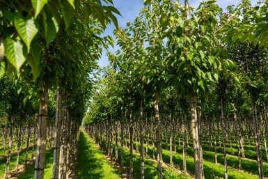 Prunus serrulata 'Taihaku' hoogstam 10/12