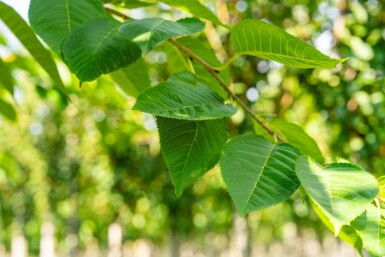 Prunus serrulata 'Taihaku' hoogstam 10/12