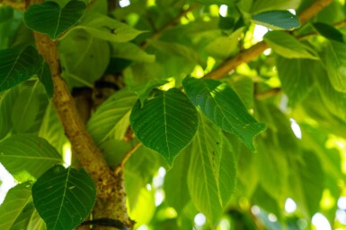 Prunus serrulata 'Taihaku' hoogstam 10/12