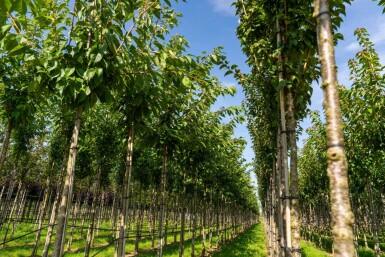 Prunus serrulata 'Taihaku' hoogstam 10/12
