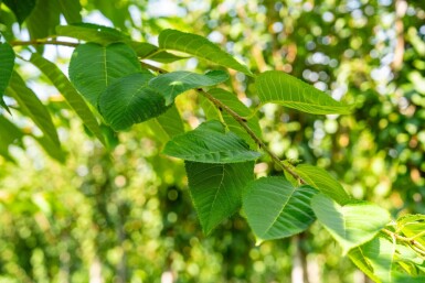 Prunus serrulata 'Taihaku' hoogstam 10/12