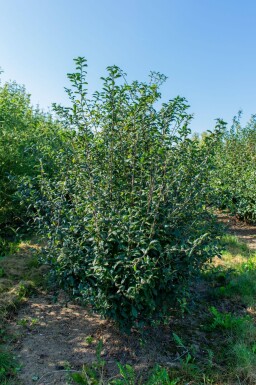 Prunus spinosa meerstammig 200-250