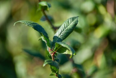 Prunus spinosa meerstammig 200-250